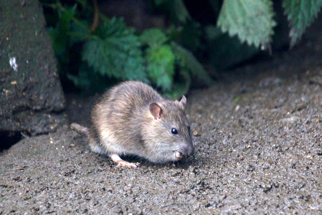 Bruine  Rattenbestrijding